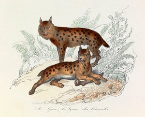 Rys ostrovid a rys kanadský, dva čtyřnozí savci, klasifikovaní Linneenem a Cuvierem (rytina) od Unknown artist