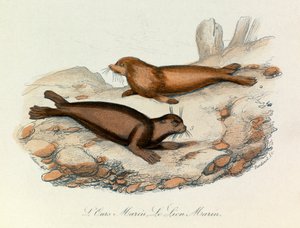 Mořský medvěd a lev klasifikovaný podle Linnénovy nomenklatury a Cuvierovy klasifikace (rytina) od Unknown artist