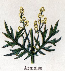 Léčivé a potravinářské botanické rostliny: pelyněk. Rytina do „“La Mediation naturelle““, od Friedricha Eduarda Bilze (1842-1922) od Unknown artist