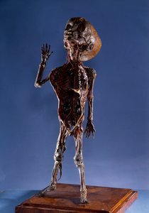 Medicína: loupaná figurka. Soukromá sbírka z 18. století od Unknown artist