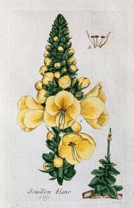 Mullein od Unknown artist