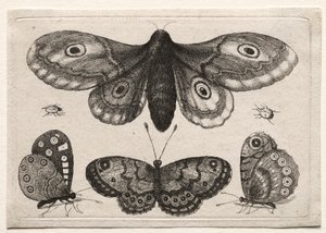 Scarab mouchy a červi různých postav a forem: Můra, tři motýli a dva brouci od Unknown artist