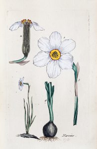 Narcis od Unknown artist