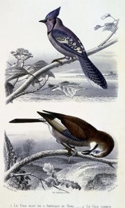 Natural History Tale: Birds: The Blue Jay of North America and Common Jay - v „“ Works of Buffon, T.5, ed. Fume Jouvet & Cie od Unknown artist