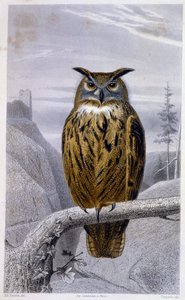 Natural History Tale: Owl: The Grand Duke (Grand Duke) - v “” Works of Buffon””, T.5, ed. Fume Jouvet & Cie od Unknown artist
