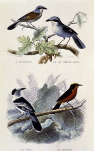 Přírodovědná tabule: Ptáci: Ekorcheur, šedý greche koláč, vanga a gonolek - v „“ Works of Buffon””, T.5, ed. Kouření Jouvet & Cie od Unknown artist