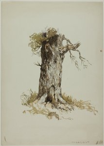 Kmen starého stromu (recto); Kmen starého stromu (verso) od Unknown artist