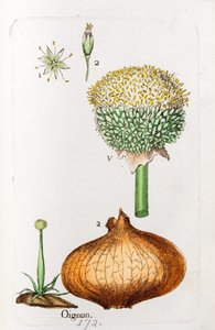 Cibule od Unknown artist