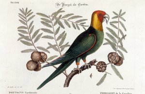 Ornitologie: papoušek Carolina. (Psittacus caroliniensis) od Unknown artist
