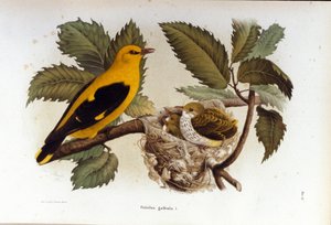 Ornitologie: loriot u hnízda mláďat. od Unknown artist