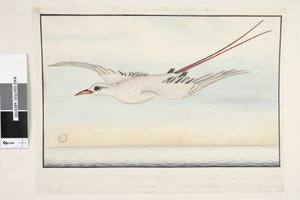 Strana 101. Tropic Bird of? Alma do Comtre, Mistře?. Od špičky zobáku k zádi 18 palců, od zádě po konec ocasu 18 palců, od konce křídel 4 stopy 2 palce. Celý pták je pokrytý květem, který není zobrazen od Unknown artist