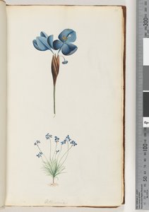 Strana 10. Pattersonie od Unknown artist