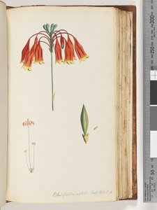 Strana 111. Blandfordia nobilis Exot. Bot. t. 4. Vánoční zvonek od Unknown artist