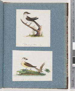 Strana 121. Neznámý pták. 122. Neznámý pták od Unknown artist