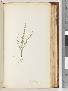 Strana 122. Baeckea densifolia, příp od Unknown artist