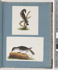 Strana 123. Neznámý pták. 124. Neznámý pták od Unknown artist