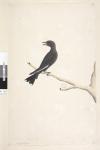 Strana 12. Ocypterus. nad názvem jinou rukou April,  přirozená velikost Dusky Wood, Swallow Artamus cyanopterus, 1791-92 od Unknown artist