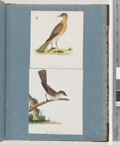 Strana 131. Neznámý pták. 132. Neznámý pták od Unknown artist