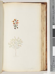 Strana 132. Ericifolia od Unknown artist