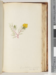 Strana 134. Gompholobium grandiflorum / Exot. Bot. t. 5 od Unknown artist