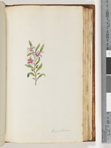 Strana 135. Eriostemon od Unknown artist