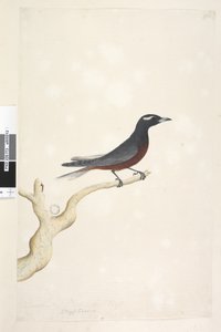 Strana 13. Ocyptamus. výše uvedený titul v jiné ruce prosince. Přírodní velikost Bílá, Browed Wood Vlaštovka Artamus superciliosus, samec, 1791-92 od Unknown artist