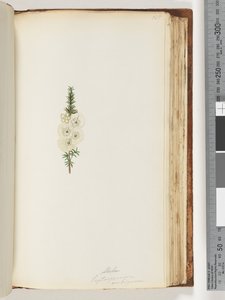 Strana 145. Alela / Leptospermum ambiguum od Unknown artist