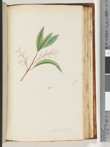 Strana 150. Elaeocarpus od Unknown artist