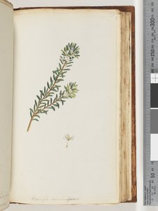 Strana 159. Westringea rosmariniformis od Unknown artist