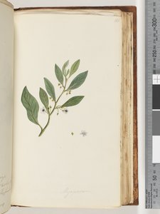 Strana 161. Myoporum od Unknown artist