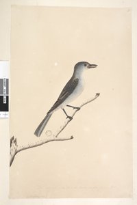 Strana 16. Ceblephyris podél spodního okraje v jiné ruce Stejná velikost jako pták, ze kterého byla kresba převzata. April Gray Shrike Thrush Colluricincla harmonica, 1791-92 od Unknown artist