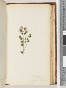 Strana 170. Decandria monogynia. Kalmoides z Banks od Unknown