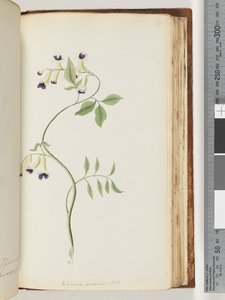 Strana 171. Bignonia australis H.K od Unknown artist