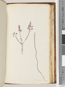Strana 175. Comaspernia od Unknown artist