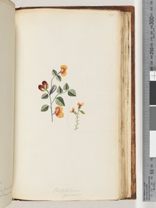 Strana 180. Platylobium formosum / Pěkný hrachor od Unknown artist