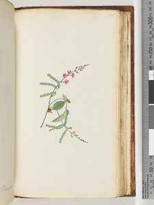 Strana 186. Kvetoucí rostlina, liána od Unknown artist