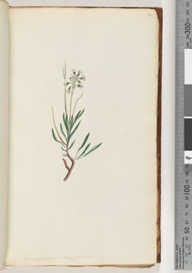 Strana 18. Conospermum longifolium Dlouhé, listové šištice od Unknown artist