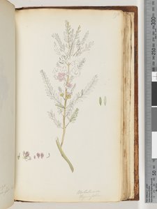 Strana 190. Melaleuca thymifolia / Tymiánový med, myrta od Unknown artist