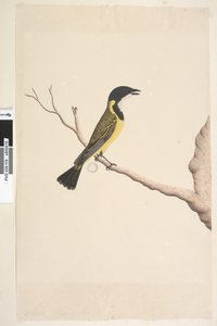 Strana 19. Duben. Přirozená velikost Golden Whistler Pachycephala pectoralis, muž, 1791-92 od Unknown artist