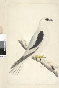 Strana 1. Falco, spatřený v Augustatu vlevo dole v jiné ruce srpen přirozené velikosti. Černý luňák ramenatý Elanus axillaris Elanus notatus, 1791-92 od Unknown artist