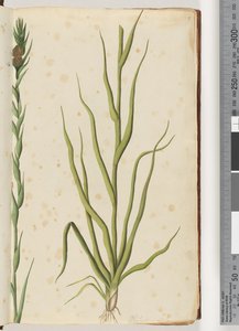 Strana 1. Philydrum lanuginosum od Unknown artist