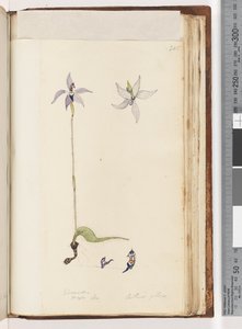 Strana 205. Glosodia. Major On. Arethusa pilosa / Orchidej voskových rtů od Unknown artist