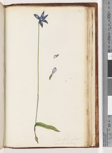 Strana 207. Arethusa pilosa / orchidej voskových rtů od Unknown