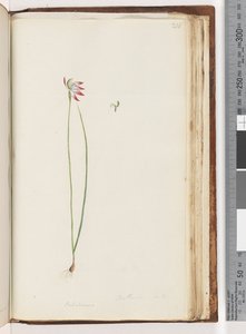 Strana 210. Arethusa certe? / Caladenia od Unknown artist