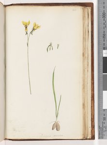Strana 211. Forma Diuris aurea / Orchidej zlatého osla od Unknown artist