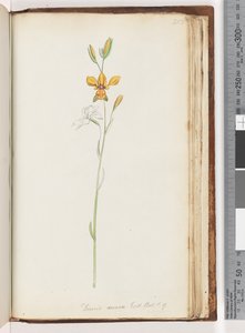 Strana 213. Diuris aurea. Exot. Bot. t. 9. Oslí orchidej od Unknown artist