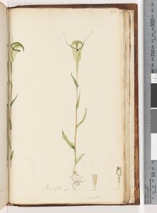 Strana 215. Pterostylis op / viridis od Unknown artist