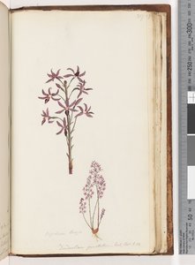 Strana 217. Dipodium Brown / Dendrobium punctatum. Exot. Bot. t. 12. Hyacintová orchidej od Unknown artist