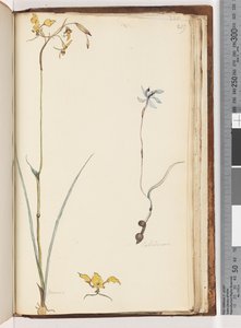 Strana 219. Caladenia / Diuris dvě rostliny od Unknown artist