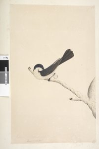 Strana 21. Musciopa. výše uvedený titul v jiné ruce června. Přirozená velikost Restless Flycatcher Myiagra inquieta Seisura inquieta, 1791-92 od Unknown artist